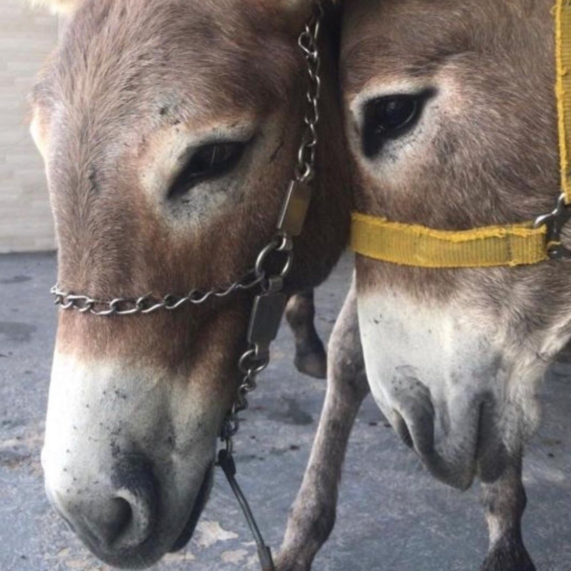 Donkey of the Day🐴 tweet media