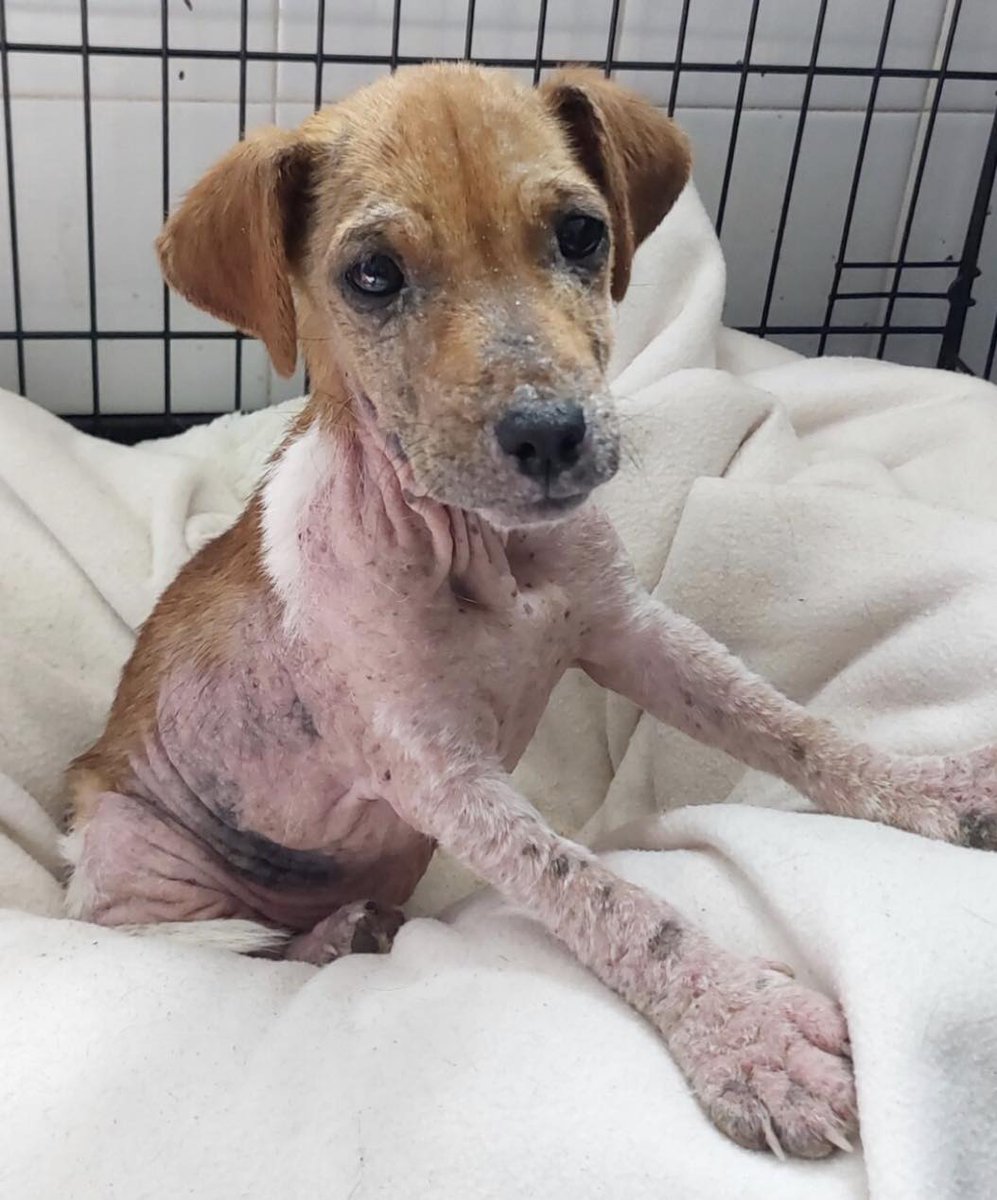 Please retweet to help Edith find a home #CARDIFF #WALES #UK AVAILABLE FOR ADOPTION, REGISTERED BRITISH CHARITY✅ I’m baby Edith I’m a Jack Russell Terrier mix, and I’m around 4 months old. When I arrived at the the shelter I was in an horrendous condition, I’ve never know