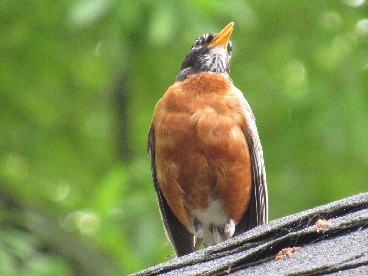 Robin on the roof