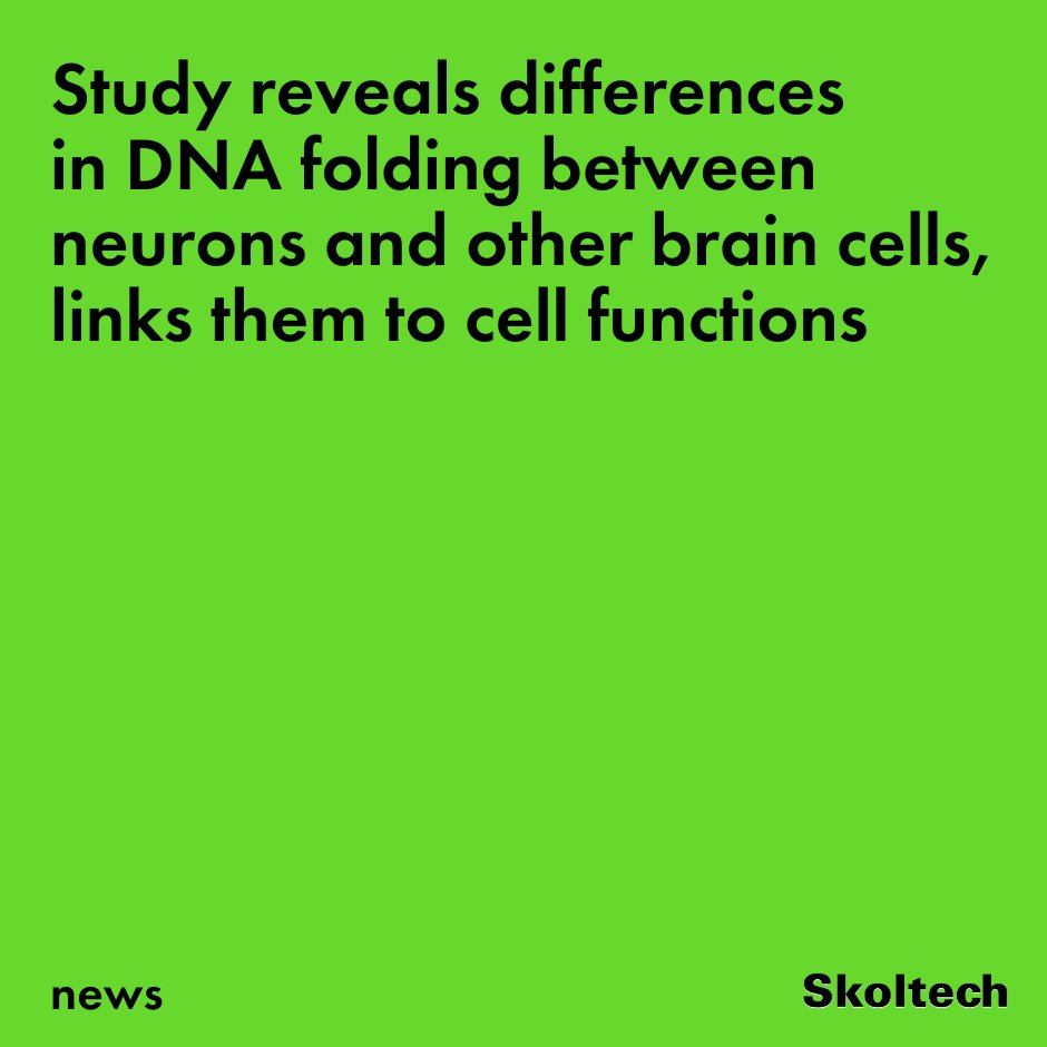 Scientists from Skoltech and their colleagues have investigated nerve cell regulation. Research furthers understanding of developmental and oncological diseases associated with regulation errors and of how gene regulation works in healthy cells. new.skoltech.ru/en/news/study-…