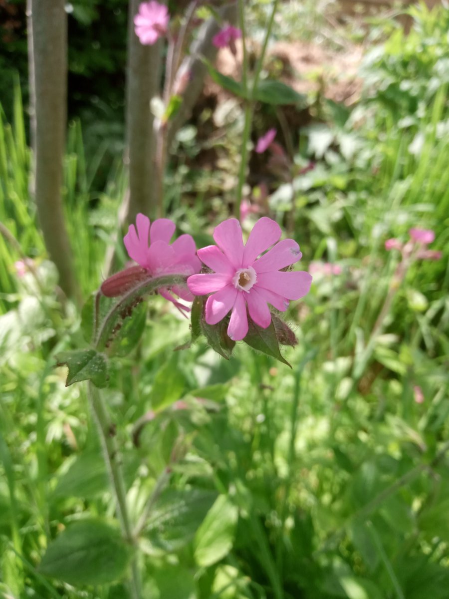 #WildflowerHour #PinkFamily @BSBIbotany @wildflower_hour Sticky Catchfly, Greater Stitchwort and Red Campion all seen this week.