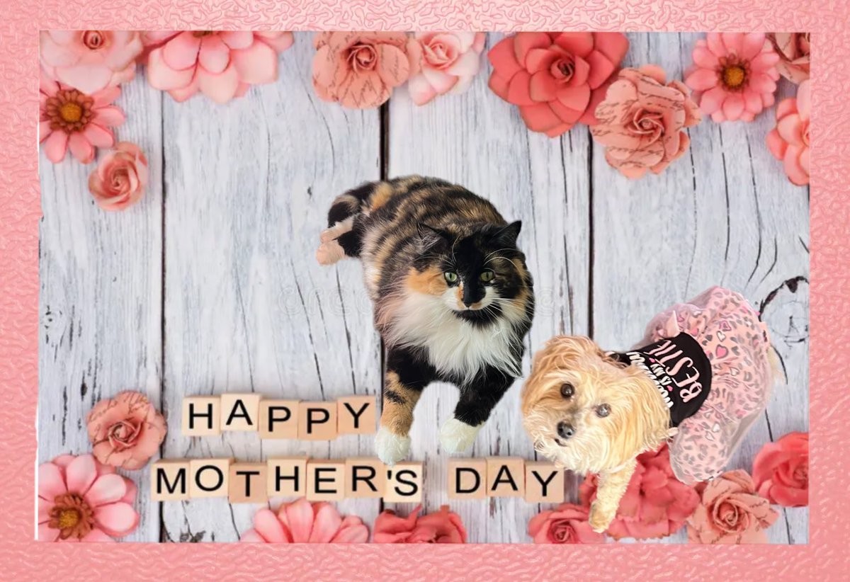 We would like to wish ebery fur or hoo muffer a Happy Mother’s Day! ❤️We hope youse hab a relaxing, enjoyable day wiff youse fambly ❤️ Love & Hugs, Sadie & Mocha #DogsOfTwitter #SeniorPup #ZSHQ #CatsOfTwitter #Morkies #SuperSeniorCatsClub #Hedgewatch