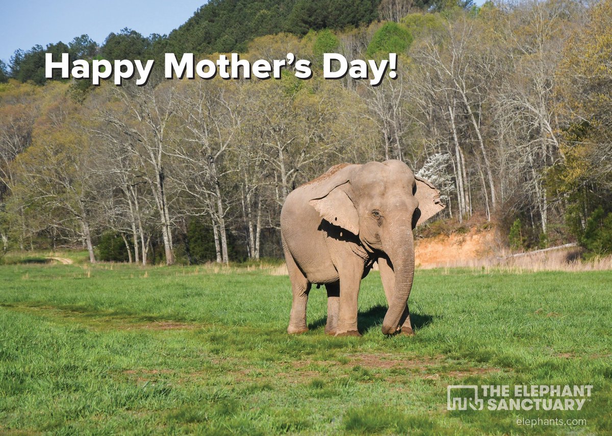 Happy #MothersDay! If you need a last minute gift, donate to our Spring Campaign on behalf of your mother figure: bit.ly/4asHnge. Then, share a message with your honoree by sending this unique Mother's Day digital graphic card, featuring Ronnie, who is a mother herself!