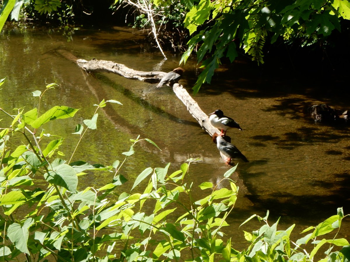 Not bad view for a cheap(est) apartment in area and a creek in back no less.
Probably one of the reasons I don't get out more, this is from small 2nd floor patio