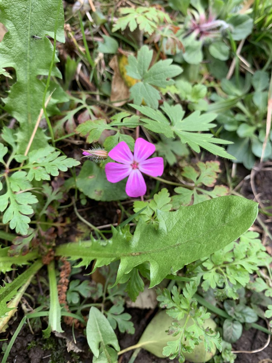 For this weeks #PinkFamily #WildflowerHour I found Red Campion (Diamond Hill), Early Purple Orchid, Lousewort and Herb Robert (local commonage)