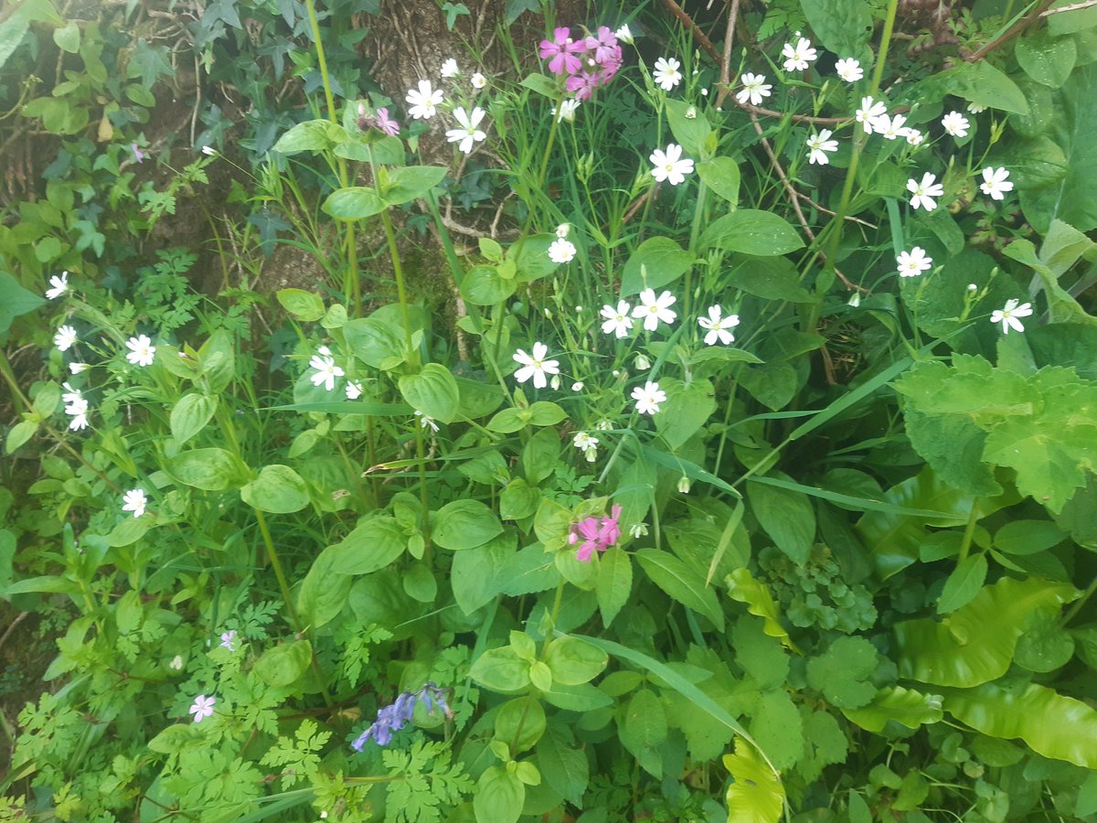 Stitchwort and Campion #PinkFamily #wildflowerhour #PenpondsWoods #Cornwall