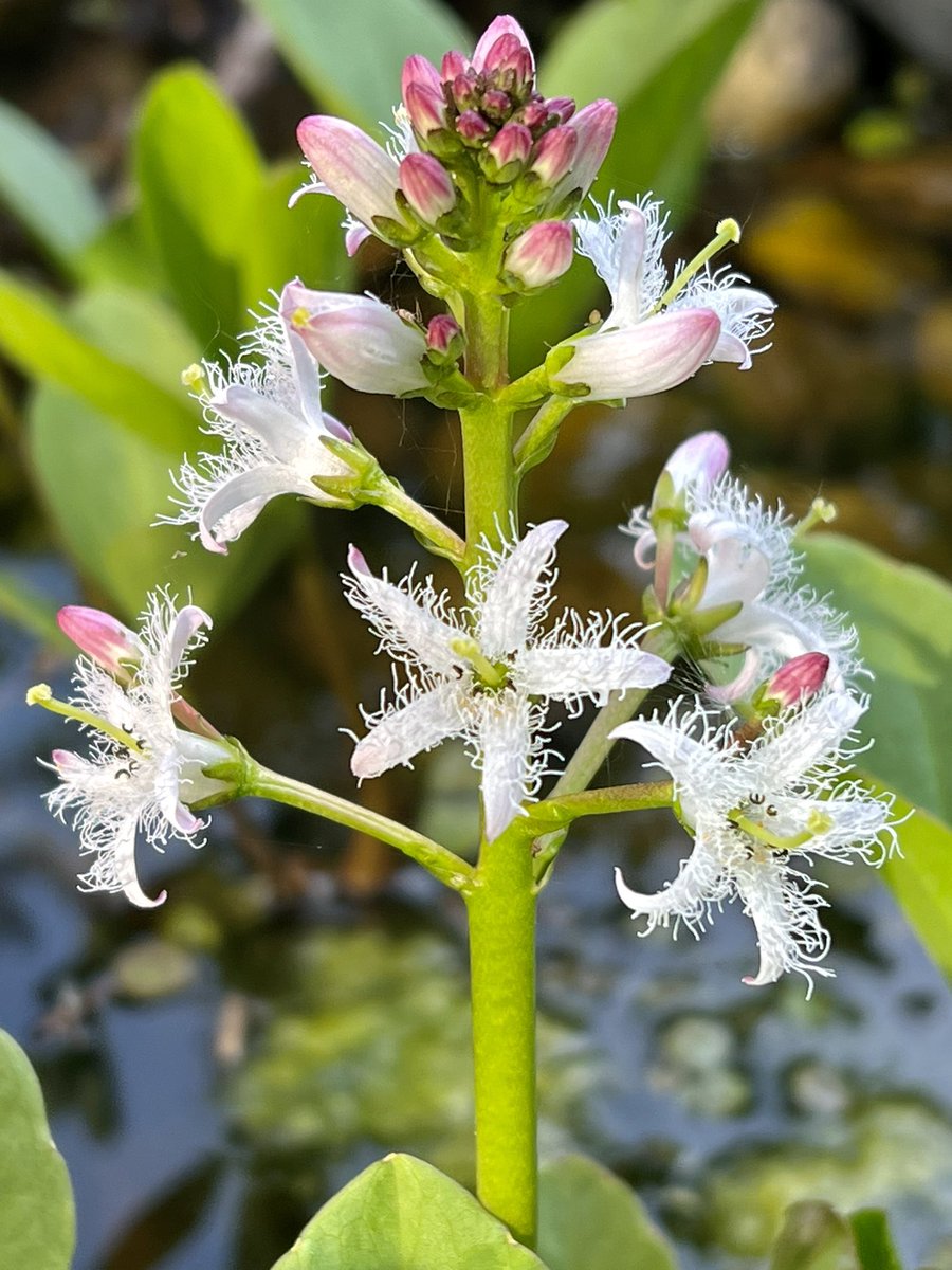 One of my very favouritist wildflowers, the super-fuzzy Bogbean, Menyanthes trifoliata is looking absolutely stunning in my pond at the moment😍