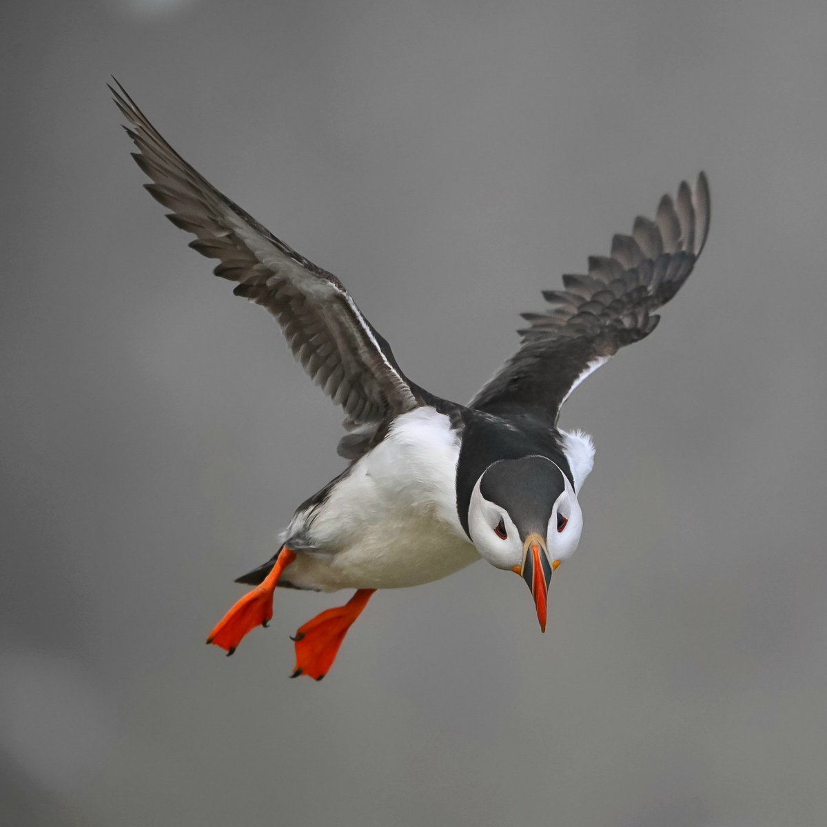 ATLANTIC PUFFIN A quick phone edit while on location at the stunning RSPB Bempton Cliffs @Natures_Voice @Bempton_Cliffs @ThePhotoHour @WildlifeMag @BBCSpringwatch #myhappyplace #wildlife