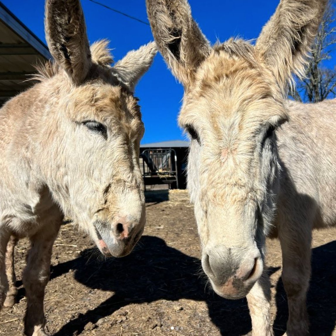 Donkey of the Day🐴 tweet media