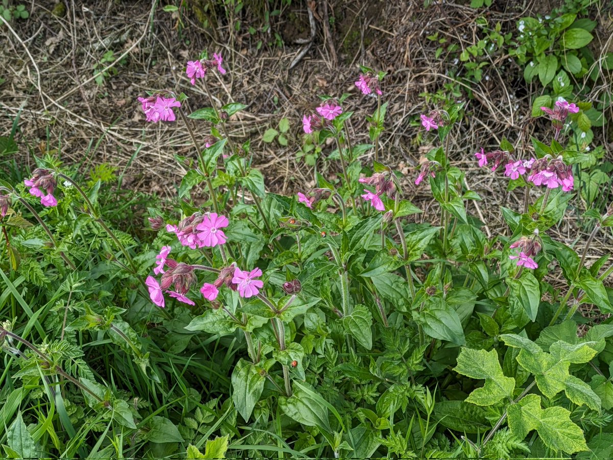 For #Wildflowerhour Red Campion taking over the verges #Pinkfamily 🌸💮