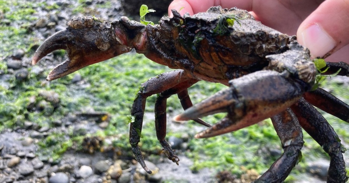 European green crab is an invasive species that is already established in BC. Review the best practices to stop the spread of aquatic invasives, like the European green crab, zebra and quagga mussels, and the parasite that causes whirling disease. bcwf.bc.ca/invasive-speci…
