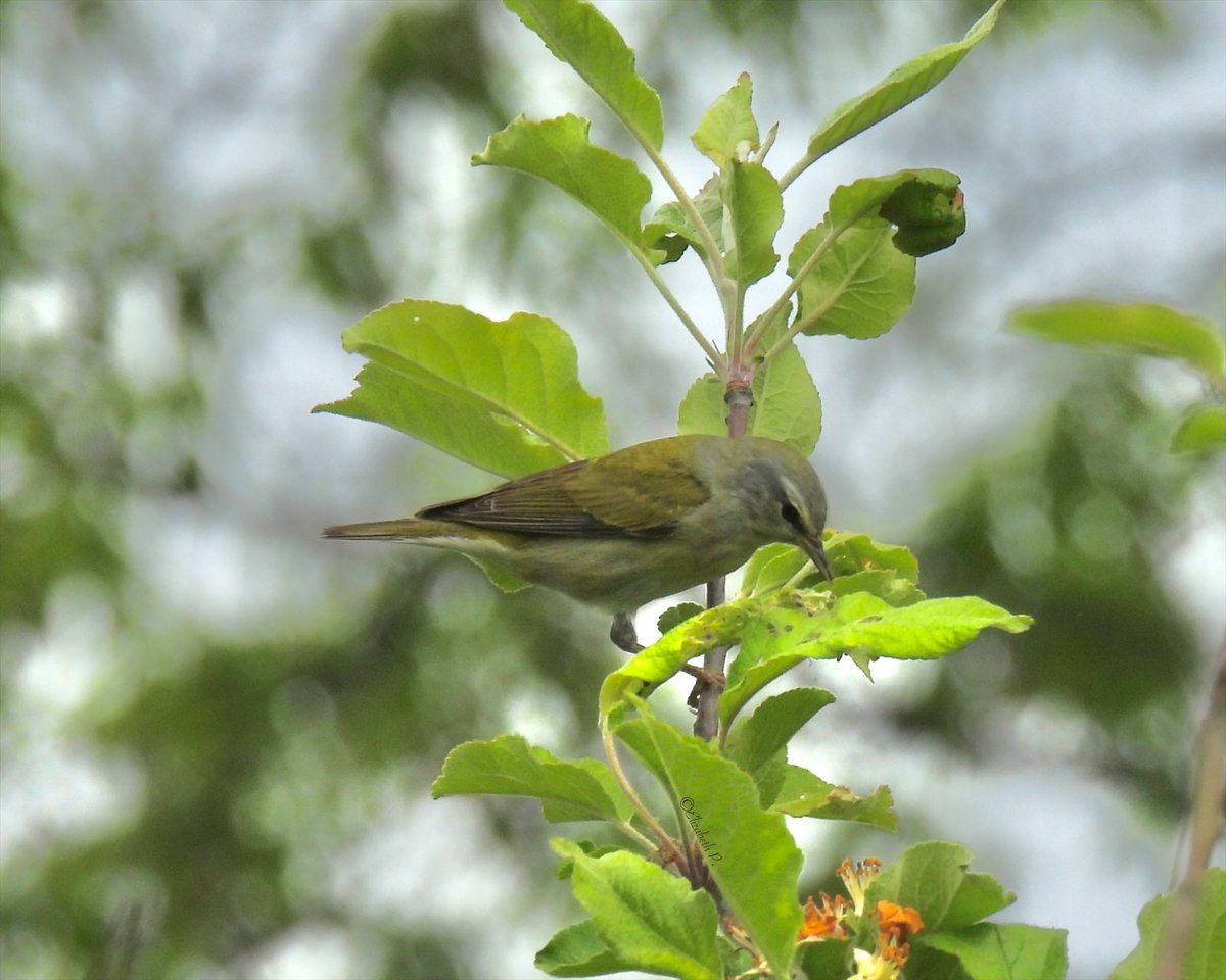ElizabethP501's tweet image. #TennesseeWarbler seen at Jamaica bay wildlife refuge on05/09/24 @NatlParkService @BirdQueens
