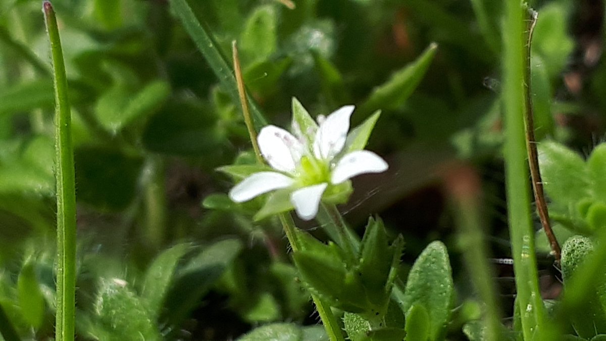 I think this tiny flower is thyme-leaved sandwort growing on ant hills @RowantNNR for #wildflowerhour @BSBIbotany #WildFlowerID