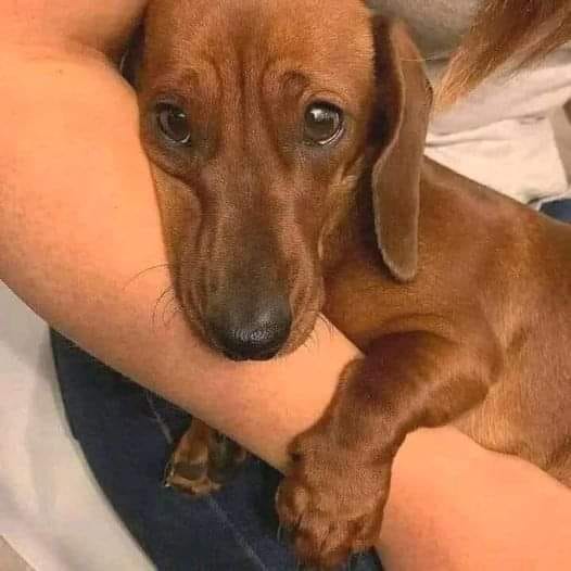 Dog Lovers tweet media