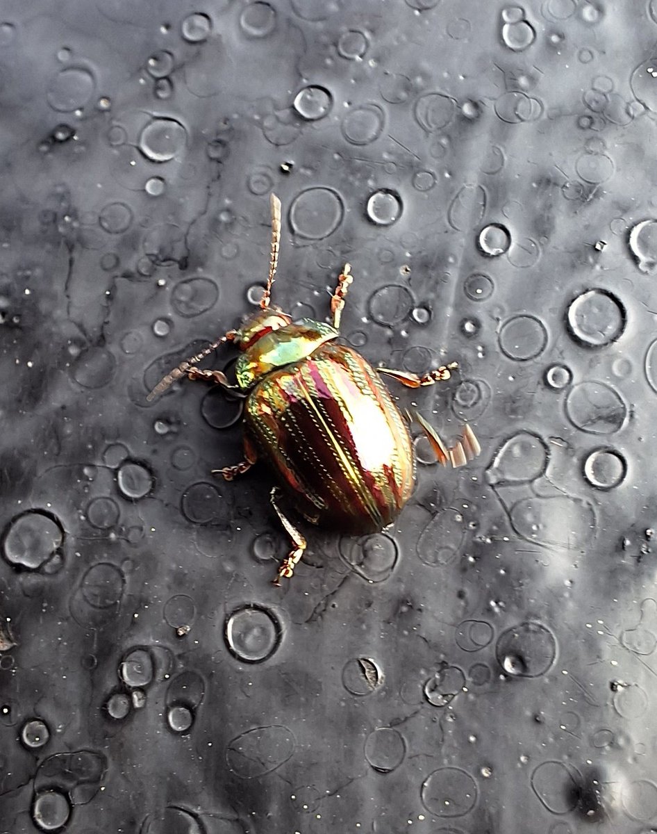 New one for me. Chrysolina americana, Rosemary beetle. Found in Dublin city centre on some lavender. Not a native critter, they're originally from southern Europe but have been on the move North Over the past few decades. Beautiful looking creatures. 🪲