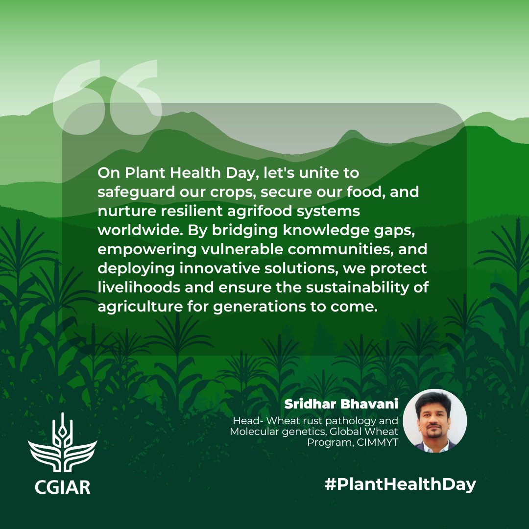🌱🌍 On #PlantHealthDay, explore how @CGIAR's Plant Health Initiative aligns with the work of #CIMMYT scientists like Drs. Prasanna Boddupalli & Sridhar Bhavani, who are dedicated to sustainable agriculture and global food security. 🌾 Learn more 👉 bit.ly/4bcVias