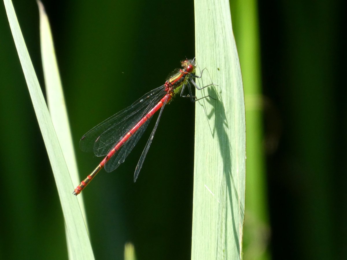 My goal today was to find some damselflies, which I managed at Whitehorse Meadow in Croydon, a small nature reserve just above Selhurst Park. These are large red damselflies.