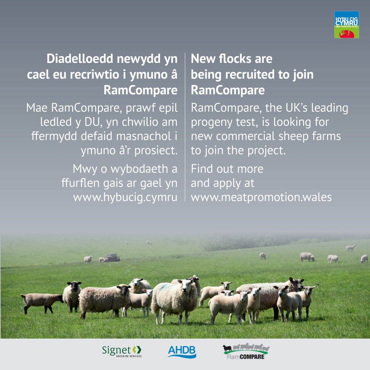 Last chance to apply ⚠️ @RamCompare is looking for commercial flocks in Wales. Benefits for farmers include the provision of recorded rams for natural mating, funding to undertake AI and a farm payment.   Download the application form and apply today! meatpromotion.wales/en/news-indust…