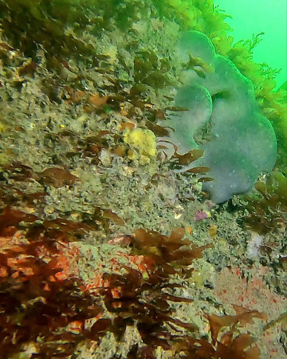 🪼Ychydig o lunia dan dŵr Ynys Môn 🪸 A few underwater snaps from diving #Anglesey