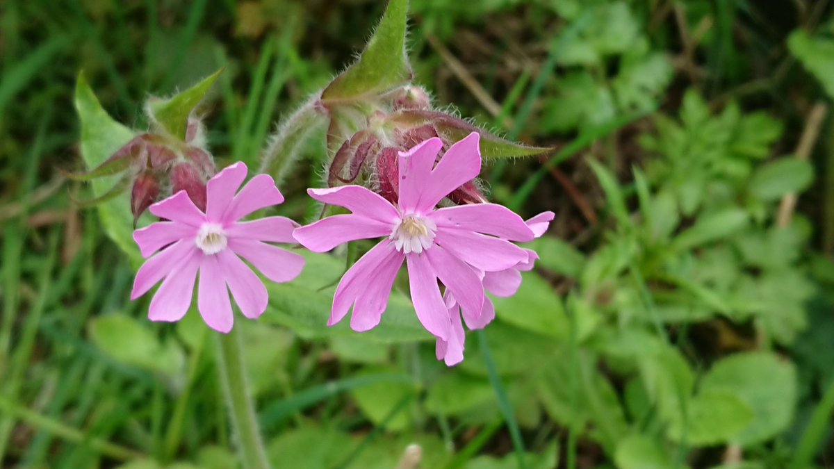 Some red campion from #Derbyshire for this week's #PinkFamily challenge for #WildFlowerHour @wildflower_hour