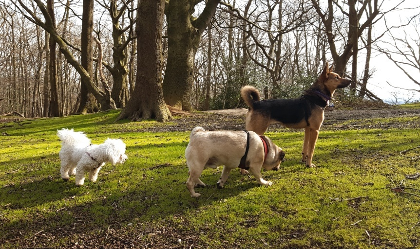 Anybody need daily dog walks in #Sidcup, #DA14 or #DA15?  Slots available for just £10 per hour! Fully insured, DBS checked, experienced Ltd pet care company.  For more info see:  readypetgo.co.uk/dog_walking_si… [943]