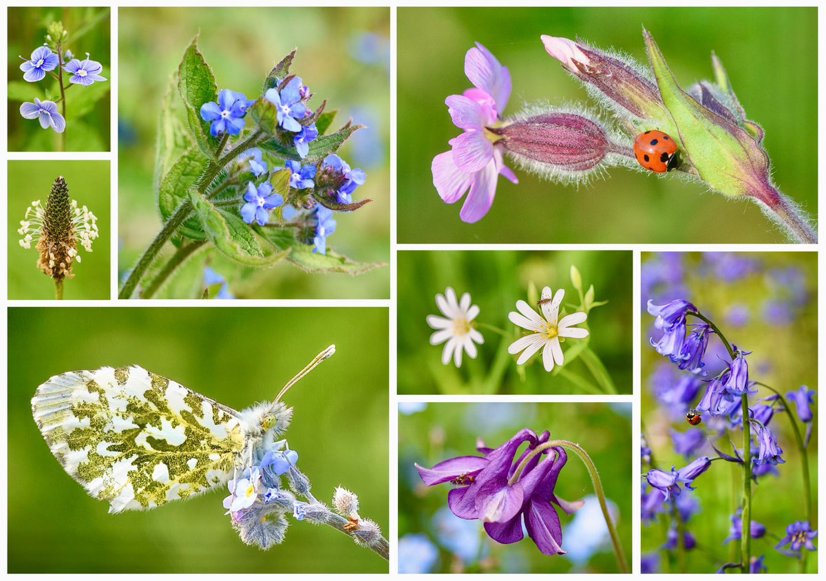 Joyful #wildflowers, and pollinator friends enjoying the glorious sunshine today: germander speedwell, ribwort plantain, green alkanet, red campion (#PinkFamily), a female orange-tip butterfly on forget-me-nots, greater stitchwort (pink family), columbine and bluebells. #nature