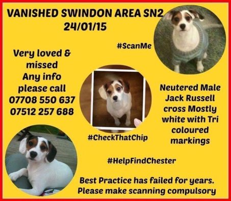 Over 9 years Chester has been missing 😢 Do you know where he is? Please help find this lovely little lad and get him home where he belongs. Thank you 🙏💕🐾🐶 #HelpFindChester #missingdog #Swindon #SN2 #Wiltshire #stolendoghour