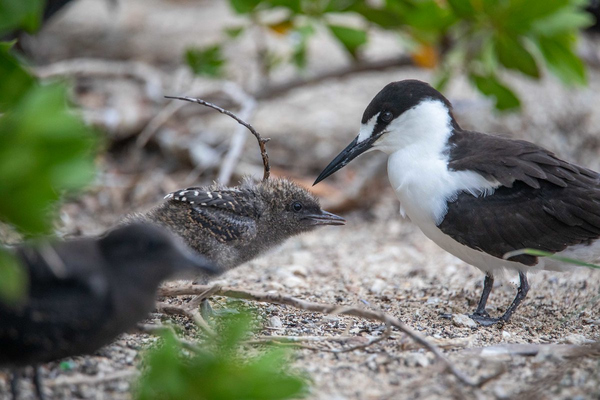 When your mom tells you to stop running around the store with the shopping kart and then you accidentally hit her in the back of her ankles🤣 Happy Mother's Day from Dry Tortugas National Park 💗 Have a beautiful day with your hatchlings🐣 NPS Photo by Federico Acevedo