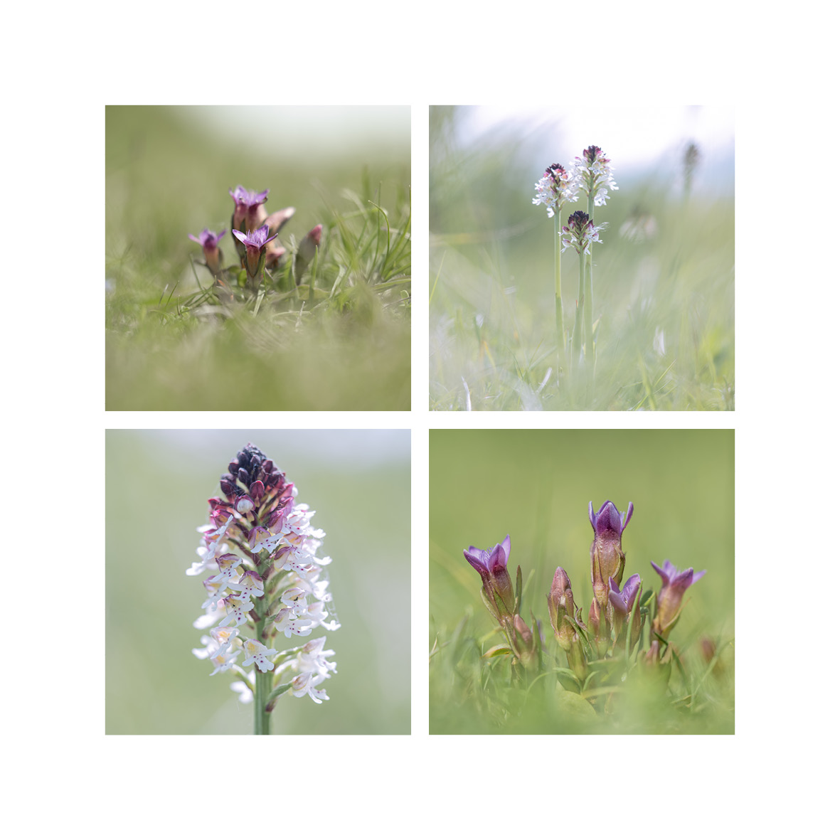 On the Downs, Burnt Orchids, Neotinea ustulata and Early Gentians, Gentianella anglica. #wildflowerhour