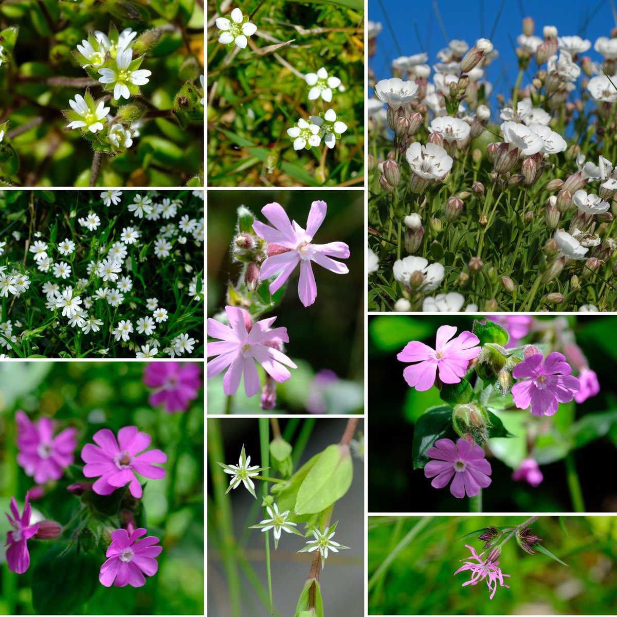 @wildflower_hour #PinkFamily GreaterStitchwort, Red Campion,Sea Campion, Bog Stitchwort, Ragged Robin plus I think Sea Mouse-ear and Heath Pearlwort on a very floriferous N.Pembrokeshire coastline and inland. Beautiful #wildflowerid @BSBIbotany