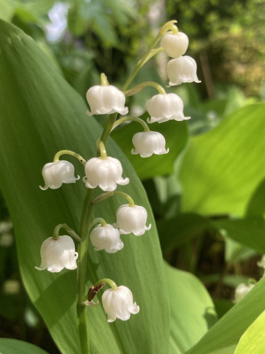 Lily of the Valley (Convallaria mugalis) also known as Our Lady’s Tears growing on the edge of a wood near the Derwent in Derbyshire - probably a garden escapee ⁦@wildflower_hour⁩ #Wildflowerhour ⁦@BSBIbotany⁩
