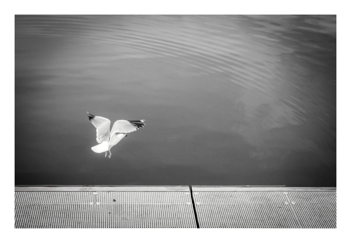 gull

@Gallery365photo #Gallery365in2024 #Gallery365in2024MaySchaller #photography #blackandwhitephotgraphy #streetphotography #OneCameraOneLens #photooftheday