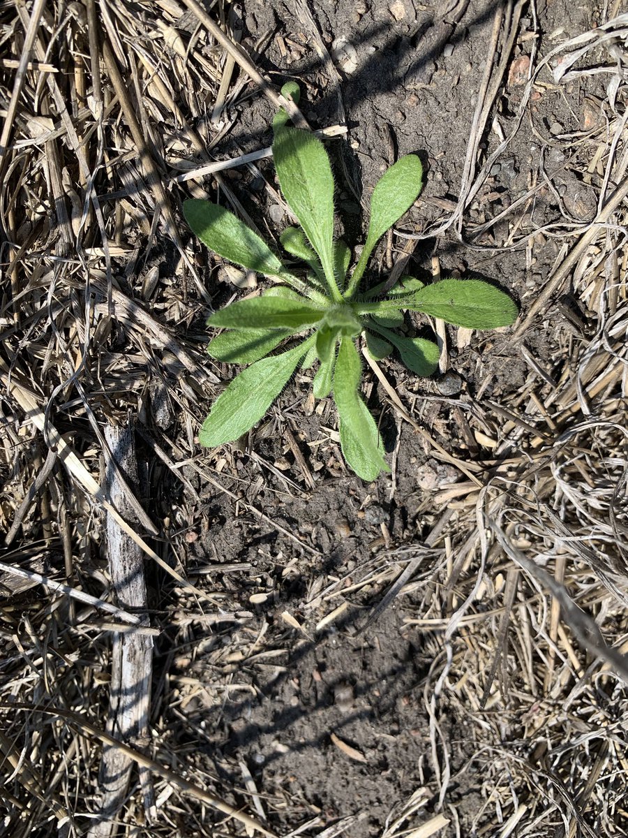 Being a nosy neighbour while fencing, wandered into their field thinking Huskie PRE could kill this one, and this one, and so on
<a href="/Bayer4CropsCA/">Crop Science Canada</a>