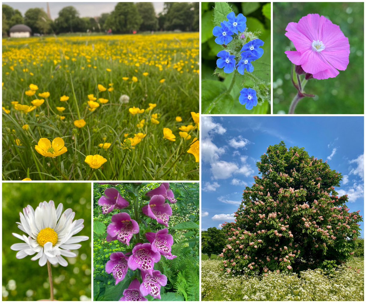 My favourite wildflower finds this week
are a field of buttercups, pink candle flowers on horse chestnut trees, first foxgloves of the year and for the #PinkFamily challenge a red campion. #wildflowerhour #wildflowers #TwitterNatureCommunity