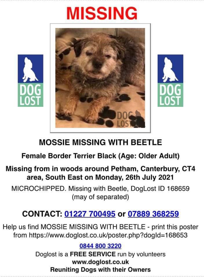 #StolenDogHour 2 DOGS MISSING TOGETHER #BorderTerriers in the woods around #Petham #Canterbury #CT4 SOUTH EAST 26/7/21 BEETLE female/adult Blue&tan CHIPPED doglost.co.uk/dog-blog.php?d… MOSSIE female/OLDER ADULT black Tagged&chipped doglost.co.uk/dog-blog.php?d… @JacquiSaid @bs2510