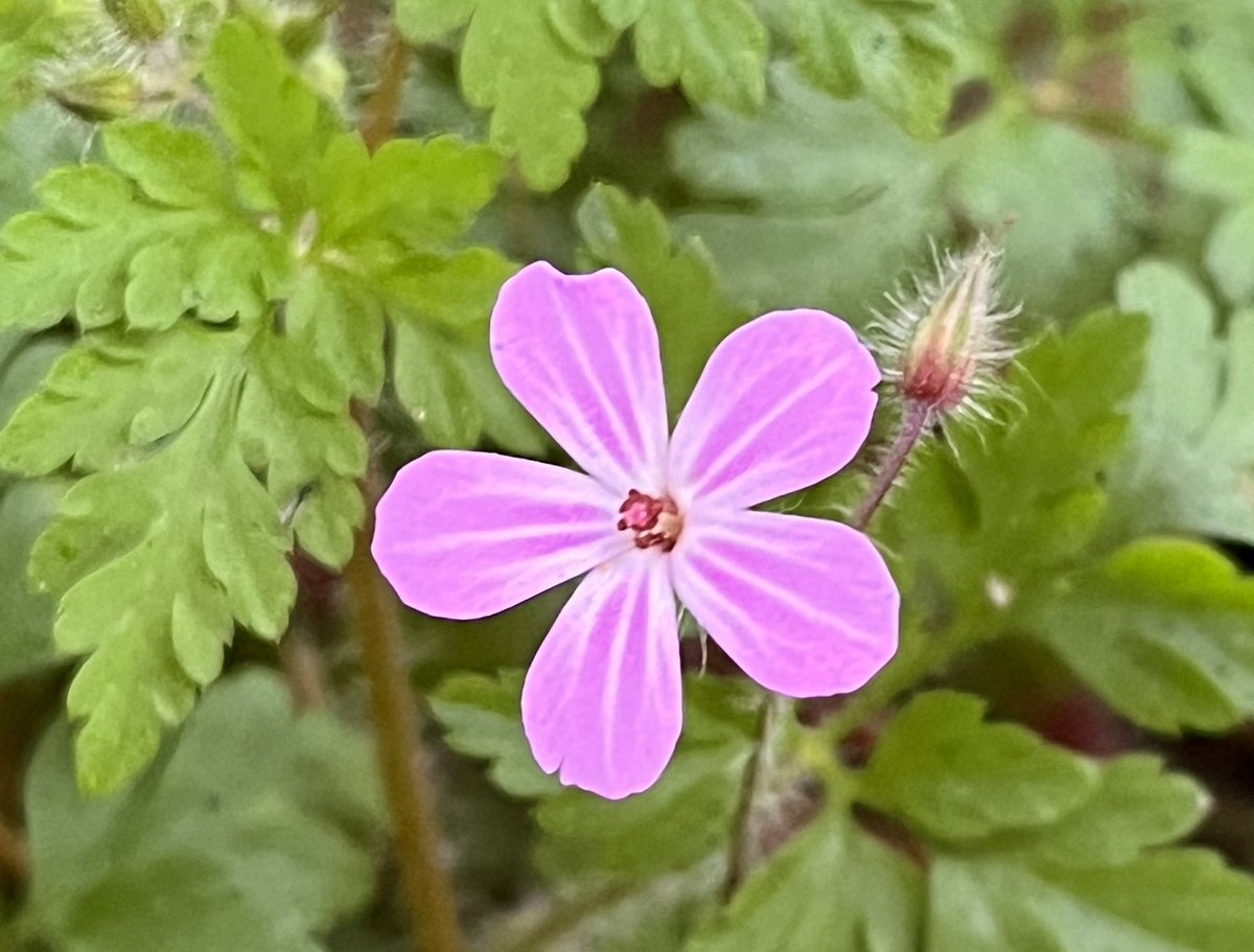 sandra_nimha's tweet photo. The very humble and common Herb Robert #wildflowehour @BSBIbotany @wildflower_hour https://t.co/kROzuC3m10