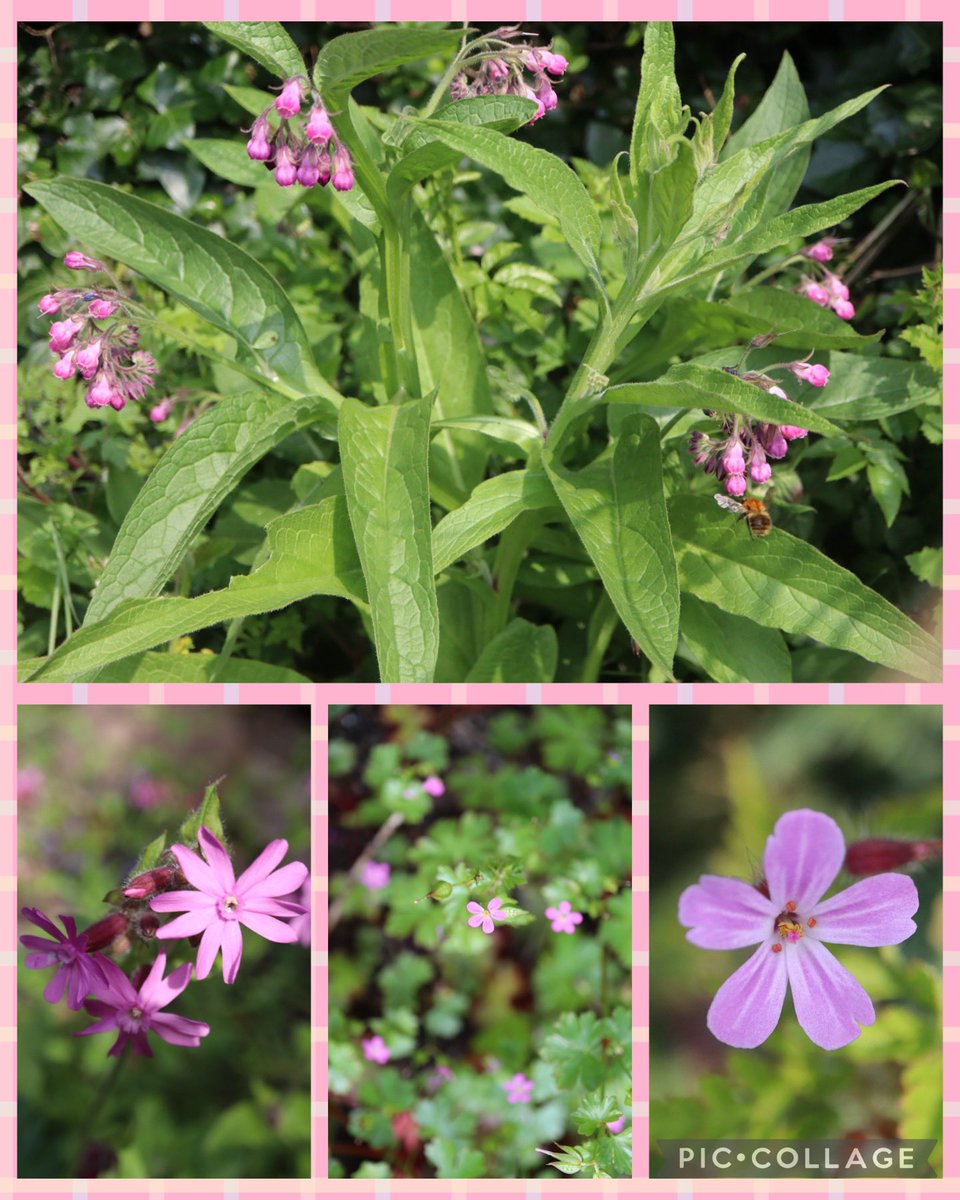 Some pink flowers for #WildflowerHour but only one, the red campion(bottom left), is a member of the #PinkFamily 🌸