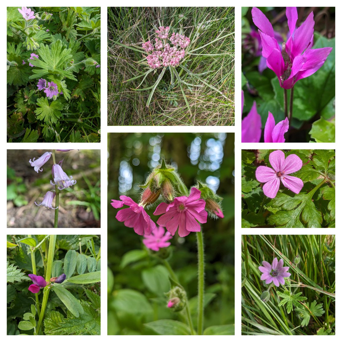 My other whoops on the #PinkFamily front for #WildFlowerHour comes from the threatened coastal woodland habitat at Penrhos Coastal Park #Anglesey Dove's-foot Cranesbill, Wild Carrot, Cyclamen repandum, a pink Bluebell, Red Campion, Herb-Robert, Common Vetch @PenrhosSave
