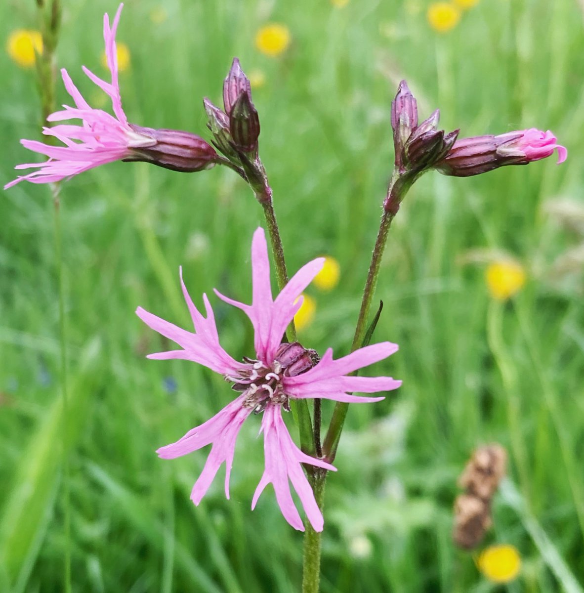 Ragged-robin - Lychnis flos-cuculi
flowering in a damp meadow #Wildflowerhour #Pinkfamily