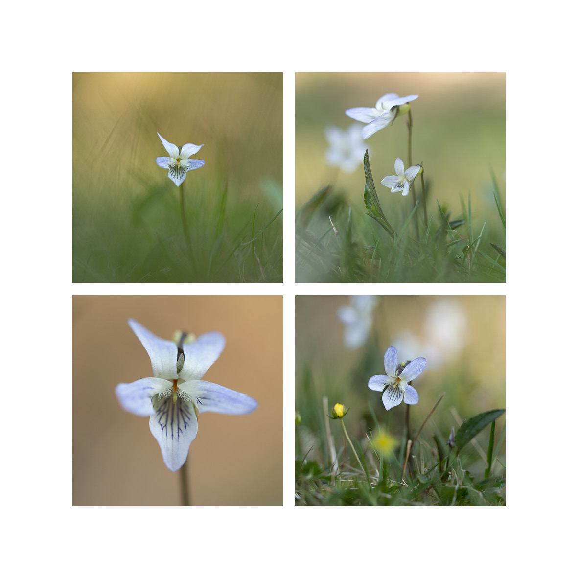 On the heath, Pale Dog Violets, Viola lactea. #wildflowerhour