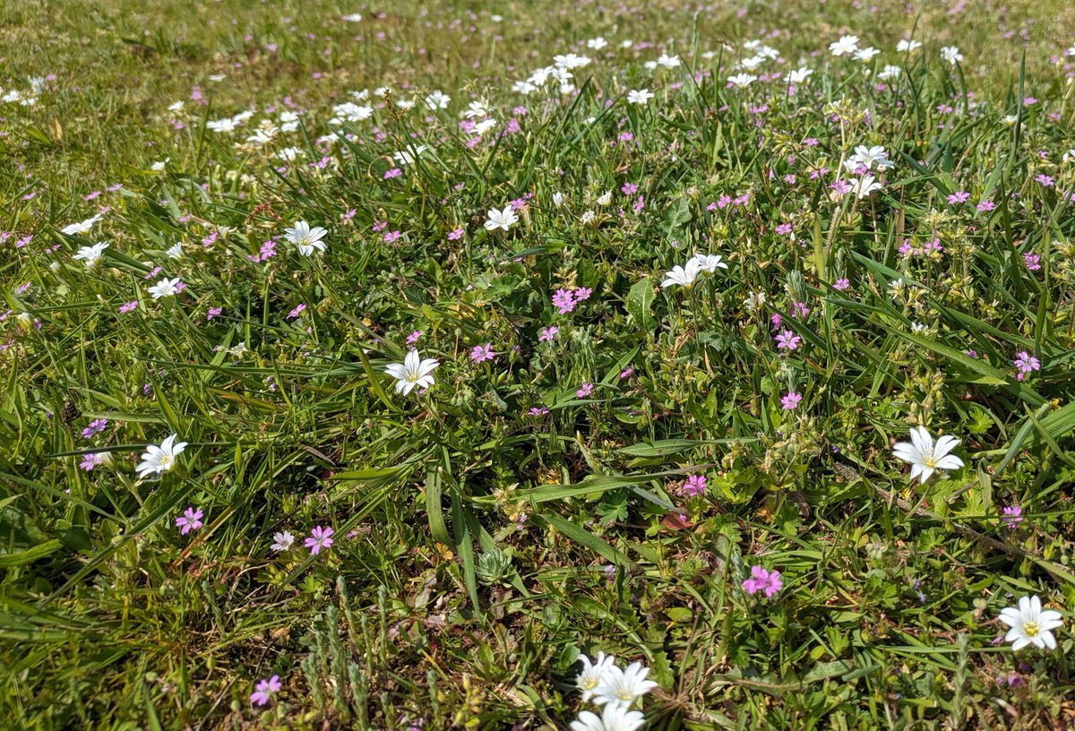 A gorgeous patch of Field Mouse Ear, Cerastium arvense in West Norfolk earlier this week for #PinkFamily for #Wildflowerhour. Naturally regenerated in a commercial field.