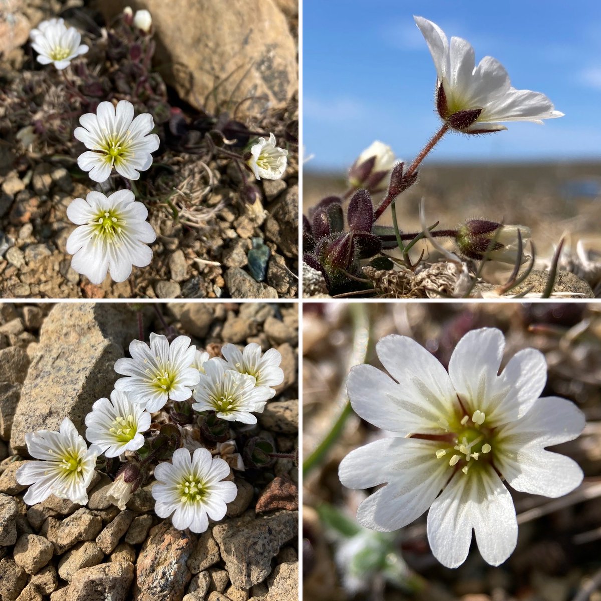 I took these almost exactly a year ago, but how could I resist sharing them for this Wildflower Hour - the incredibly rare Edmondston’s Chickweed (aka Shetland Mouse-ear), endemic to Unst. #WildflowerHour #PinkFamily @wildflower_hour