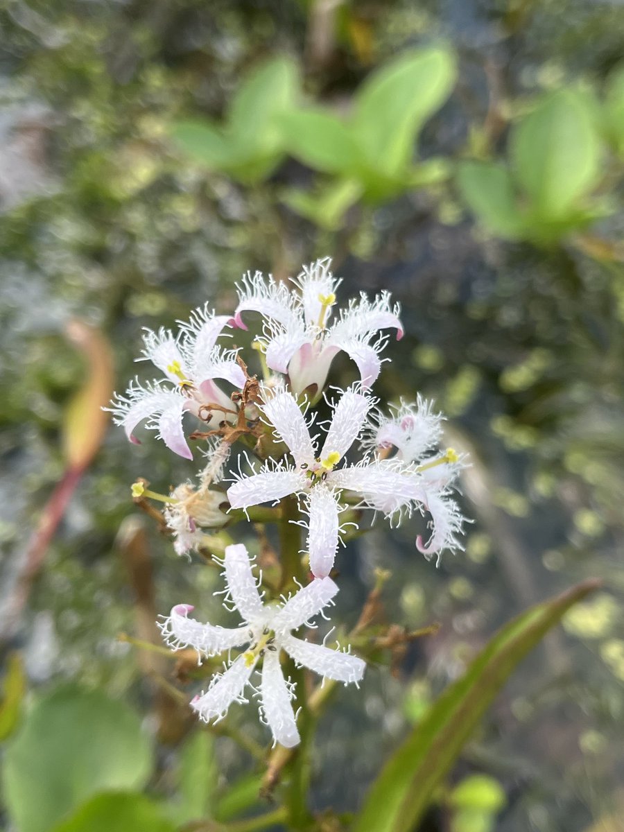 Bogbean in all its glory in the garden pond! ⁦@botany_beck⁩ snap! #wildflowerhour ⁦@wildflower_hour⁩