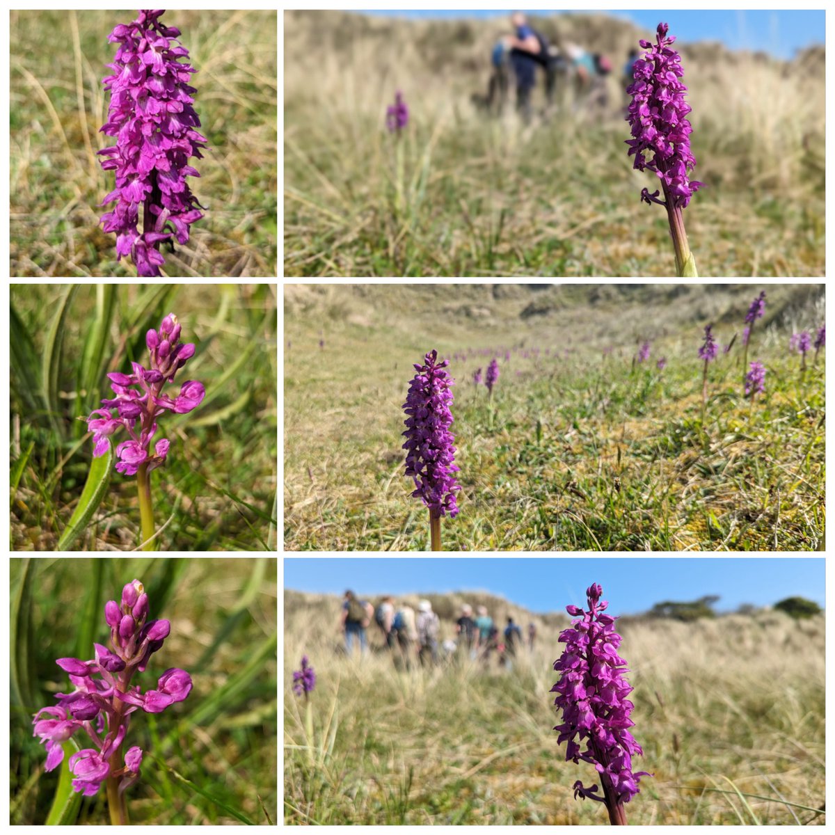 A moment of #wildflowerhour appreciation for these fabulous Early-purple Orchids (Orchis mascula) spotted on the Northumberland coast yesterday.