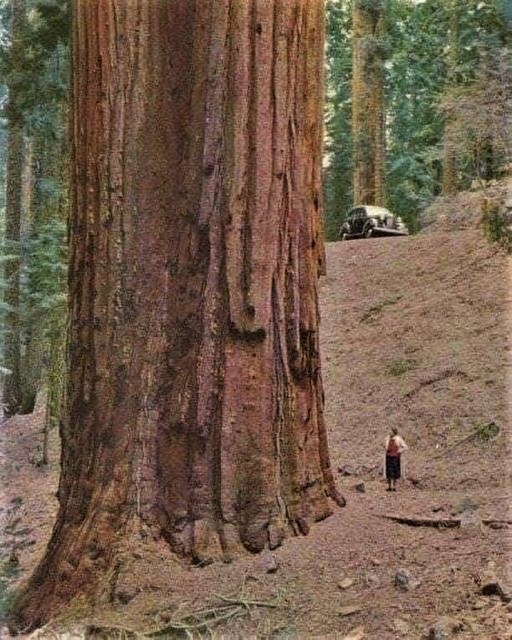 Night Thoughts Such giants began their growth many generations before us and will be here many generations after us. The sight of such giants should actually make us think about our short stay on this wonderful planet Earth.💚🌲☘️🌿🌱🌳🍀💚