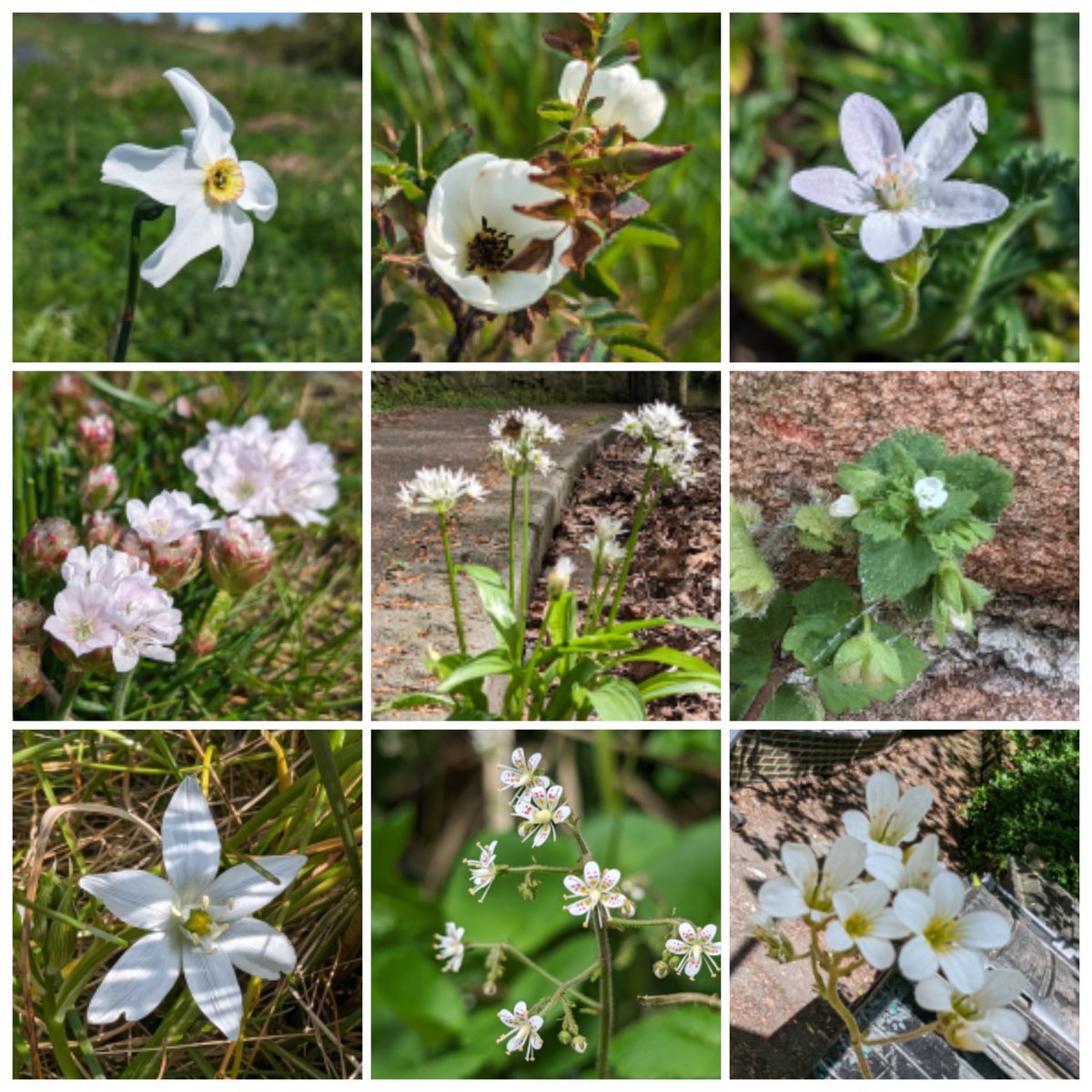 A distinctly pale theme to this week's #wildflowerhour montage... 📸 Poet's Daffodil, Burnet Rose, Common Stork's-bill, Thrift, Ramsons, Green Field-speedwell, Star-of-Bethlehem, Kidney Saxifrage & Meadow Saxifrage.