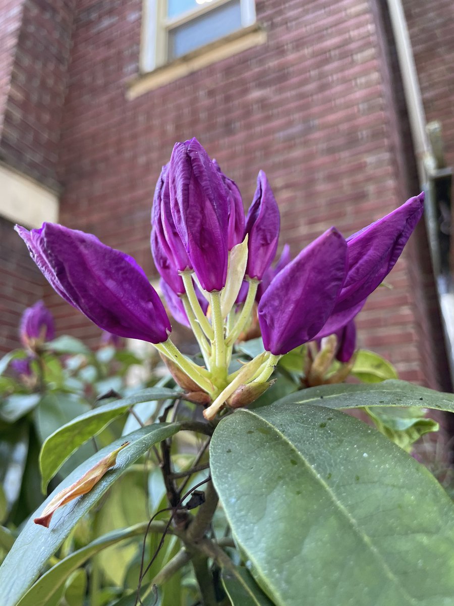 Happy Mothers Day if you celebrate and Happy Sunday if you don’t! For this Sunday’s #FlowerReport we have deep violet rhododendrons about to bloom in Seattle’s Greenwood neighborhood 💜🍃🪻