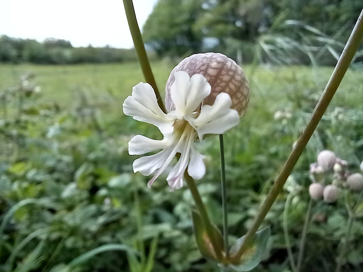 A rather nice member of the #PinkFamily for #WildflowerHour 
Bladder Campion, Silene vulgaris with it's inflated calyx.