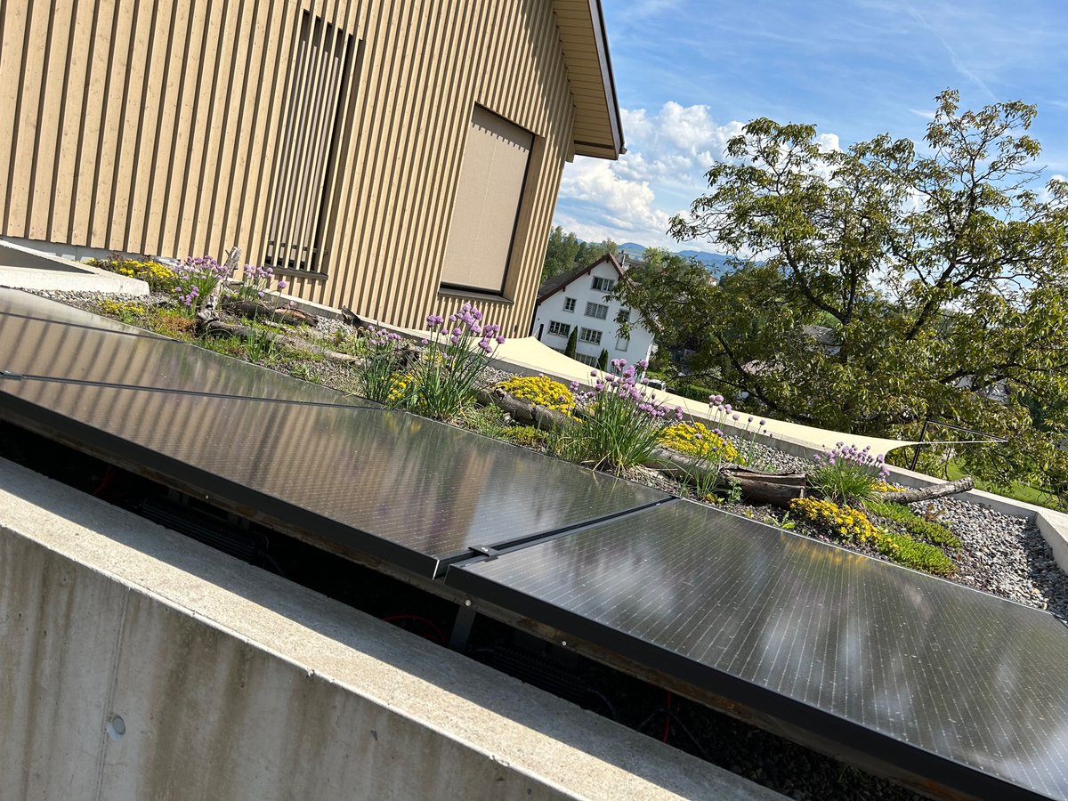 kmartinho8's tweet image. Solar ist auch gut fuer die Insekten 🦟 

50% Solar, 50% Insektenparadies

#pvbuddies