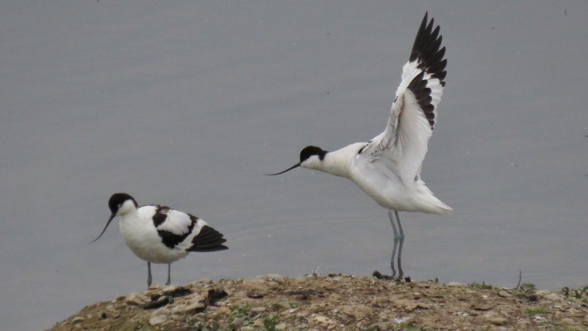 Never seen so many Avocets at #uptonwarren’s Moors today; 34 in total! 🖤🤍 @Natures_Voice @RSPBEngland @WestMidBirdClub @upstarts1979 @_BTO @waderquest @BTO_Worcs #WaderWednesday